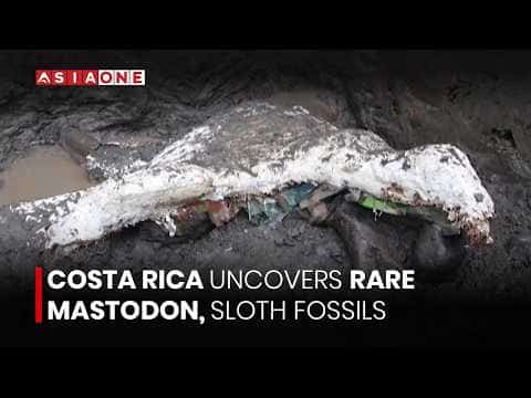 Costa Rica Confirms Recovery of Significant Pleistocene Megafauna Fossils-2