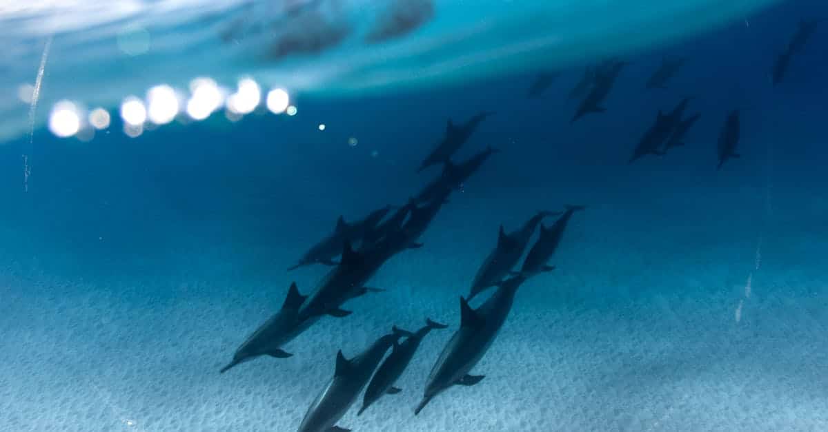 Commercial Geoengineering Ventures Advance Amid Localized Marine Ecosystem Recovery Gaya One News-illustrated-feed-3