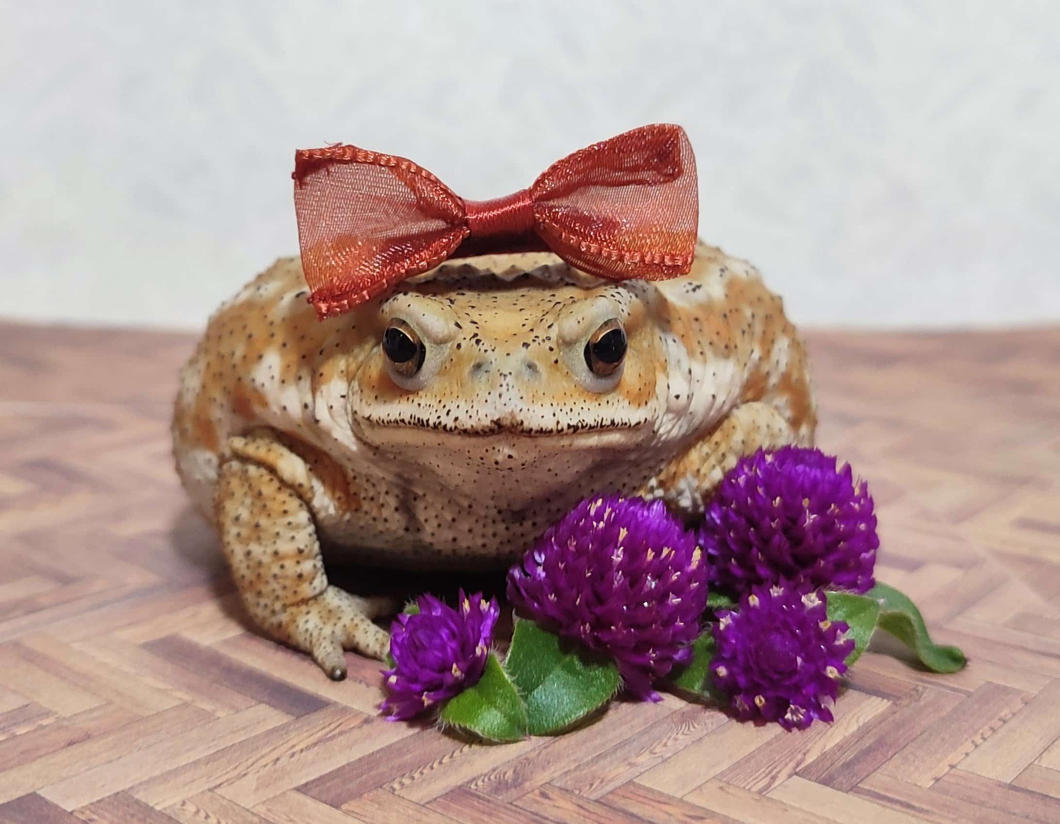 COP30 in Belém to Focus on Paris Agreement Implementation Amidst Energy and Health Goals COP30 in Belém to Focus on Paris Agreement Implementation Amidst Energy and Health Goals-1