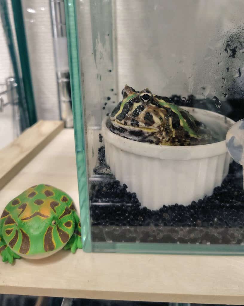 Renault Rafale Crossover Blends Advanced Tech with Dynamic Performance Renault Rafale Crossover Blends Advanced Tech with Dynamic Performance-2