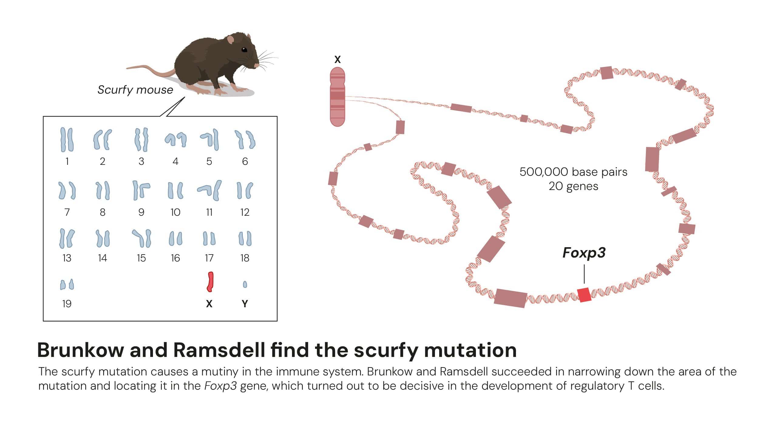 Nobel Prize in Physiology or Medicine Awarded for Unlocking Peripheral Immune Tolerance Mechanisms Nobel Prize in Physiology or Medicine Awarded for Unlocking Peripheral Immune Tolerance Mechanisms-1