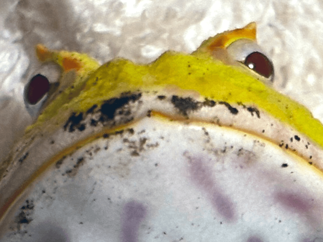 COP30 in Belém to Focus on Paris Agreement Implementation Amidst Energy and Health Goals COP30 in Belém to Focus on Paris Agreement Implementation Amidst Energy and Health Goals-1