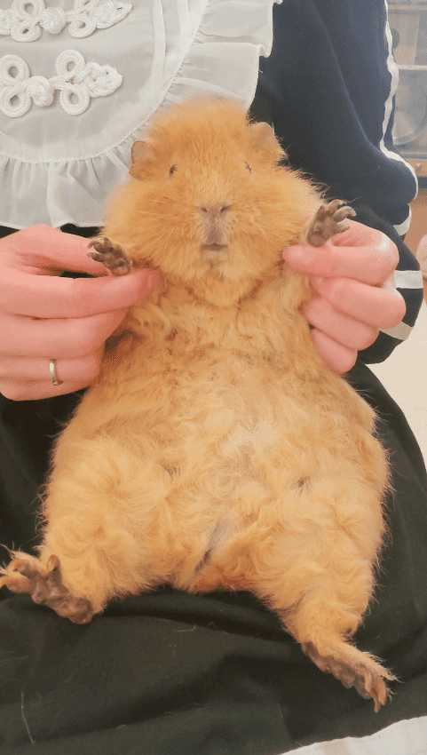 Belém COP30 Faces Logistical Hurdles Amid Construction Delays and Lodging Shortages Belém COP30 Faces Logistical Hurdles Amid Construction Delays and Lodging Shortages-1