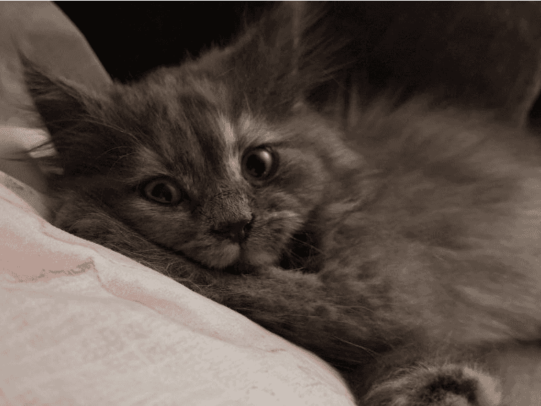 Diagnosis of Adult ADHD in Women Alters Life Quality and Mental Health Trajectory Diagnosis of Adult ADHD in Women Alters Life Quality and Mental Health Trajectory-1